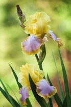 Iris, Iris germanica 'Enchanted One', Bearded iris.