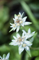 Edelweiss, Leontopodium alpinum.