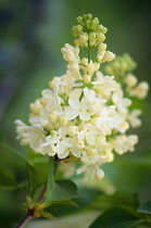 Lilac 'Primrose', Syringa vulgaris 'Primrose'.