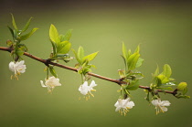 Winter-flowering honeysuckle, Lonicera fragrantissima.