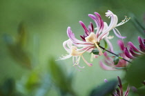 Honeysuckle, Lonicera periclymenum.