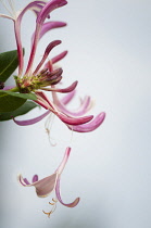 Honeysuckle, Lonicera periclymenum.