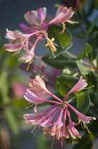 Honeysuckle, Lonicera periclymenum.