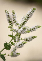 Mint, Mentha suaveolens, Apple mint.