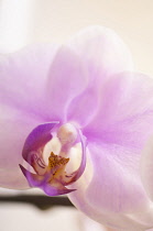 Orchid, Phalaenopsis Hinamatsuri 'Blushing Bride', Moth orchid.
