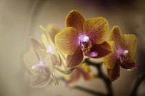 Orchid, Phalaenopsis 'Sogo Lawrence', Moth orchid.