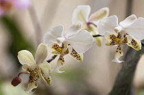 Orchid, Phalaenopsis stuartiana, Moth orchid.