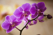 Orchid, Phalaenopsis Wedding Promenade 'Oriental Star', Moth orchid.