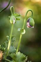 Poppy, Papaver somniferum, Opium poppy.