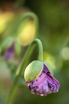 Poppy, Papaver somniferum, Opium poppy.