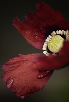 Poppy, Papaver somniferum, Opium poppy.