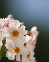 Primrose, Primula, Primula japonica, Candelabra primrose.