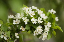Cherry, Prunus cerasus 'Surefire', Sour cherry.