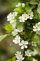 Cherry, Prunus cerasus 'Surefire', Sour cherry.