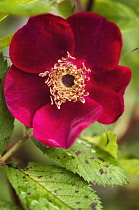 Rose, Rosa 'Basye's Purple Rose', Red subject.