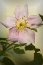 Rose, Rosa 'Mary Queen Of Scots'.