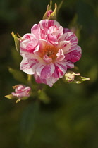 Rose, Rosa 'Stars 'n Stripes'.