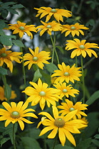 Black-eyed Susan, Rudbeckia hirta 'Irish eyes'.