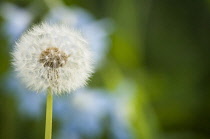 Dandelion clock, Taraxacum officinale.