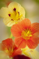 Nasturtium, Tropaeolum majus.