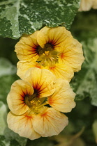 Nasturtium, Tropaeolum majus 'Alaska Salmon Orange'.