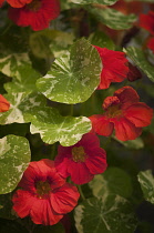 Nasturtium, Tropaeolum majus 'Alaska Variegated Scarlet'.