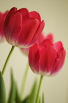 Tulip, Tulipa.