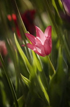 Tulip, Tulipa.