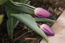 Tulip, Tulipa.