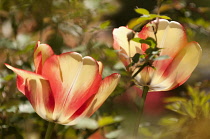 Tulip, Tulipa 'Beauty of Spring'.