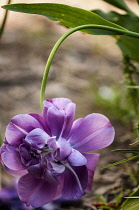 Tulip, Tulipa 'Blue spectacle'.
