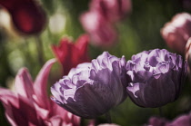 Tulip, Tulipa 'Blue spectacle'.