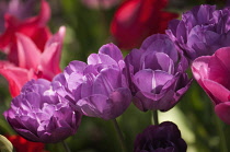 Tulip, Tulipa 'Blue spectacle'.