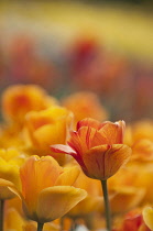 Tulip, Tulipa 'Daydream'.