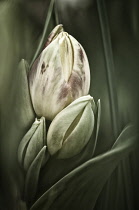 Tulip, Tulipa.