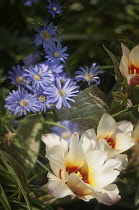 Tulip, Tulipa greigii 'Peacock'.