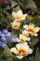 Tulip, Tulipa greigii 'Peacock'.