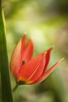 Tulip, Tulipa Humilis Var. Pulchella 'Little Princess'.
