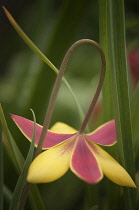Tulip, Tulipa kolpakowskiana.