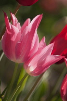 Tulip, Tulipa praestans 'Unicum'.