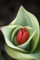 Tulip, Tulipa praestans 'Unicum'.