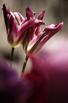 Tulip, Tulip 'Virichic'.