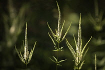 Culver's root, Veronicastrum virginicum.