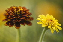 Zinnia, Zinnia elegans.