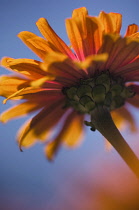 Zinnia, Zinnia elegans.