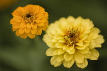 Zinnia, Zinnia elegans.