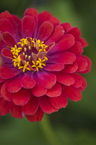 Zinnia, Zinnia elegans.