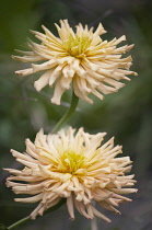 Zinnia, Zinnia 'Cactus Flowered Mix'.