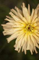 Zinnia, Zinnia 'Cactus Flowered Mix'.