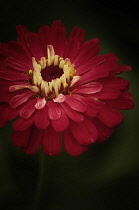 Zinnia, Zinnia elegans.